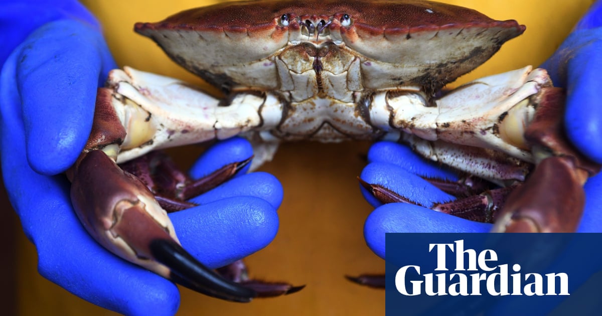 Much of Scottish crab and lobster is ‘fish to avoid’, says sustainable seafood guide