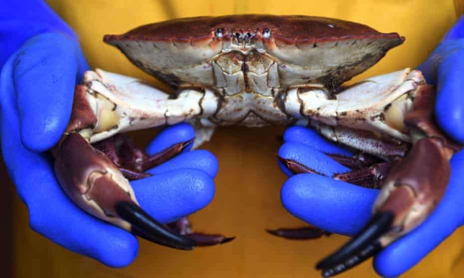 Nine types of Scottish brown crab and lobster were reclassified in the guide, with eight classed as ‘fish to avoid’.