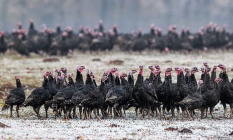 Turkey hens in Germany. The H5N8 strain is deadly for birds, and this marks the first transmission of the strain from animals to humans.