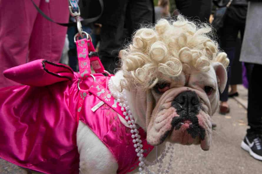 A bulldog dressed as Marilyn Monroe poses for a photograph during the annual Tompkins Square Halloween Dog Parade