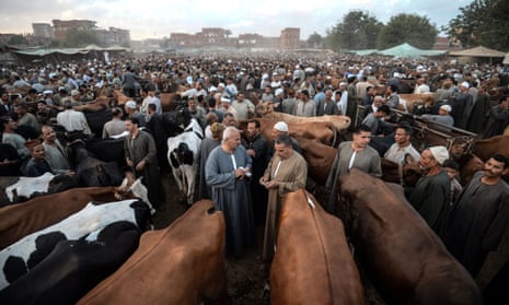 Egyptian cattle traders gather at the Ashmun market, Egypt on 15 August 2018, to sell livestock to customers for the annual  Eid al-Adha holiday.