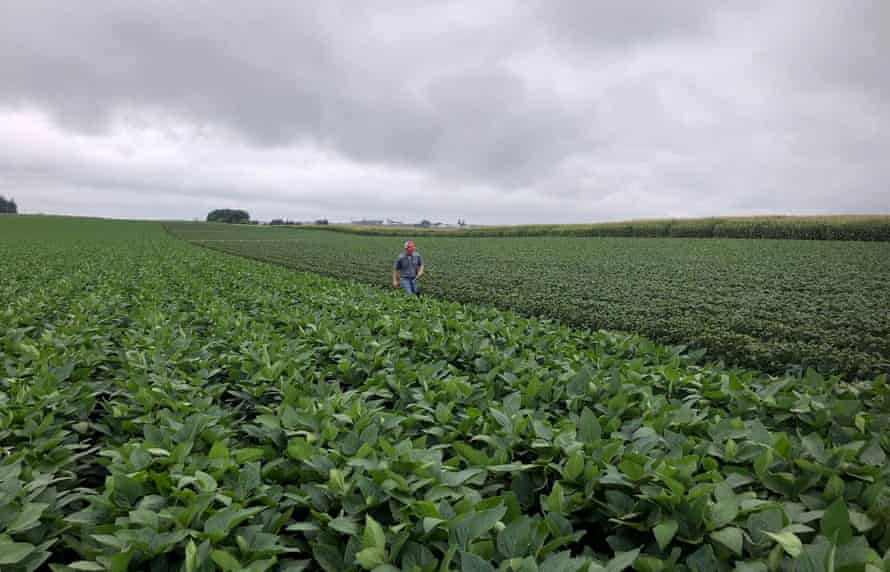 Soybean fields in Arlington, Wisconsin, in August 2018, are among those which have been examined for possible damage from dicamba drift