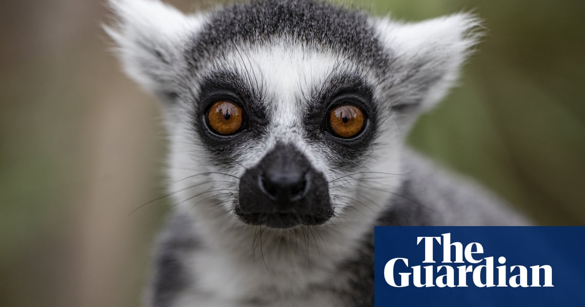 Why on earth would someone kidnap a lemur from a zoo?