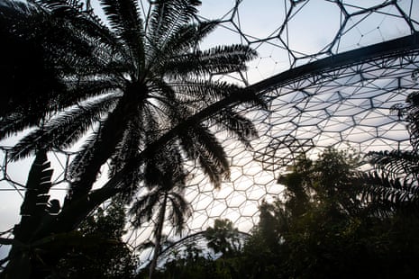 Tropical plants in silhouette beneath the patchwork roof of the rainforest biome.