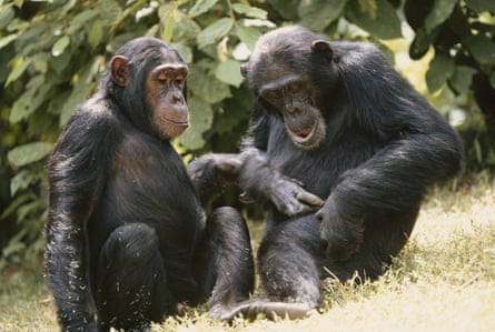 Two chimpanzees communicating together