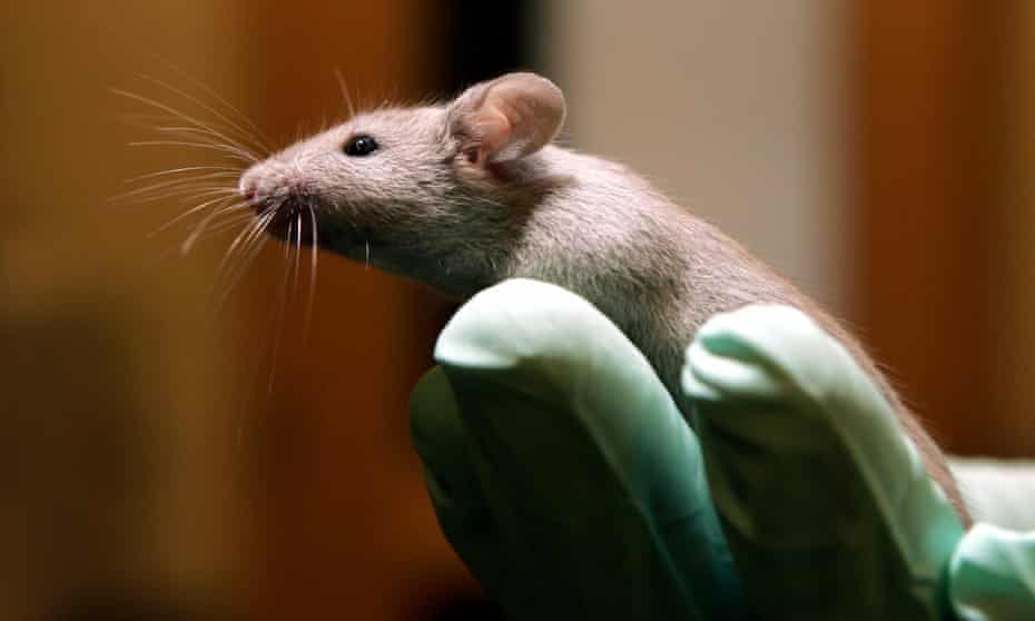 Compared with injured mice not given AZD1236, those given it for three days showed 85% improvement in movement and sensation six weeks after the spinal injury.