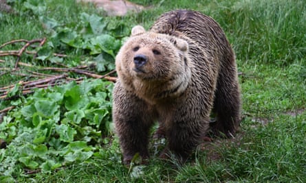 An orphaned brown bear at the refuge in Kuterovo.