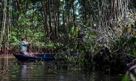 Un hombre en un bote en un bosque de manglares