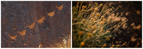 Top: Water seeps through the sandstone walls along the Colorado River, where a long tunnel was drilled during the construction of the Glen Canyon dam. Bottom: A petroglyph and plants along the Colorado River.