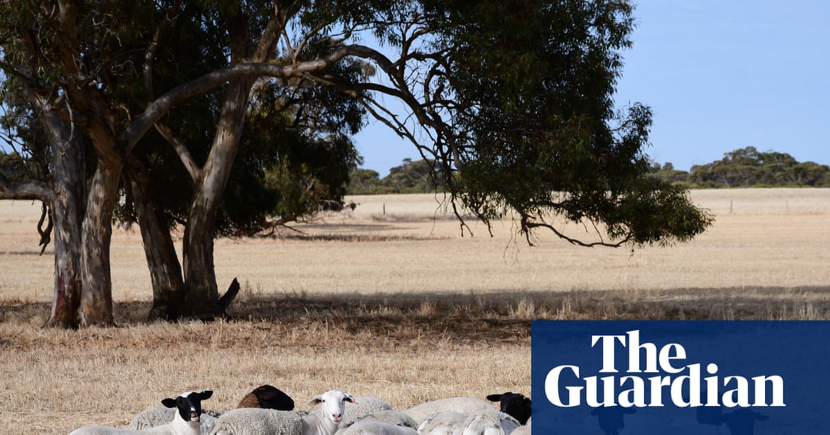 Queensland police investigate after 5,500 sheep worth $1.7m stolen from farm