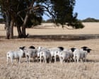 Queensland police investigate after 5,500 sheep worth $1.7m stolen from farm
