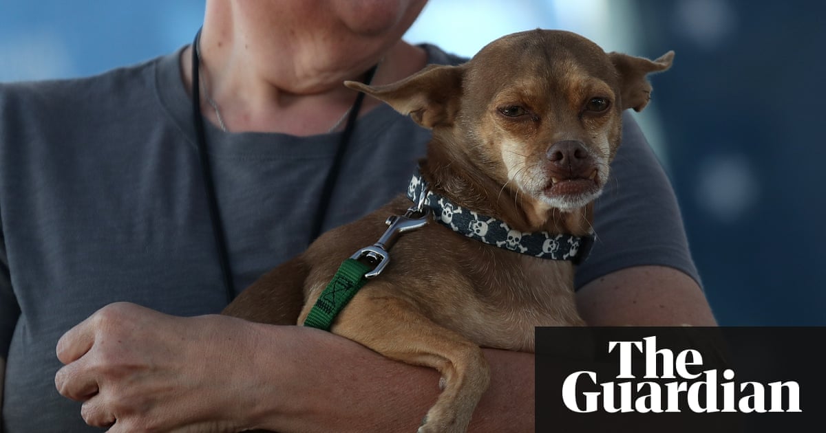 The World S Ugliest Dog Competition 2017 In Pictures