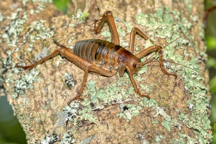 Green said New Zealand is at the forefront of invertebrate recovery work.