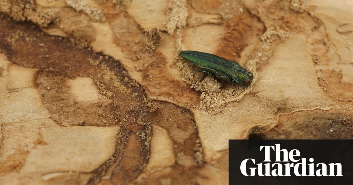 Ash trees under threat if harmful borer beetle finds way to Britain