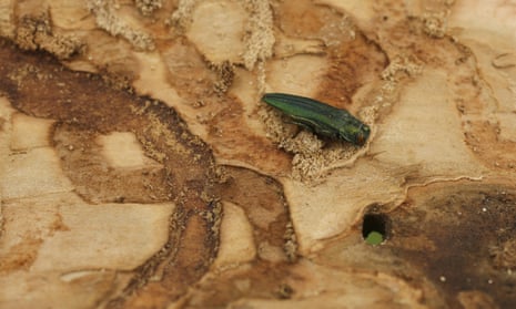 An emerald ash borer beetle