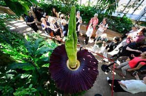 People gather around a large titan arum plant