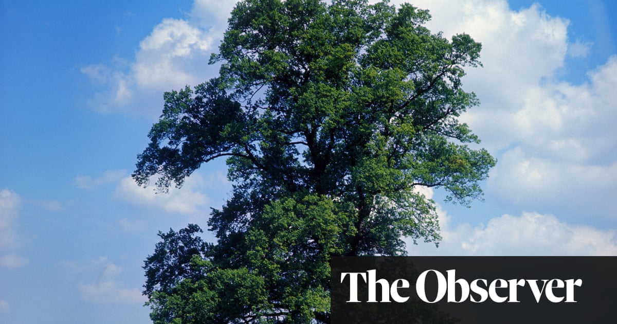 The disease-busting hybrids that could bring back the majestic English elm | UK news