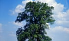 The disease-busting hybrids that could bring back the majestic English elm