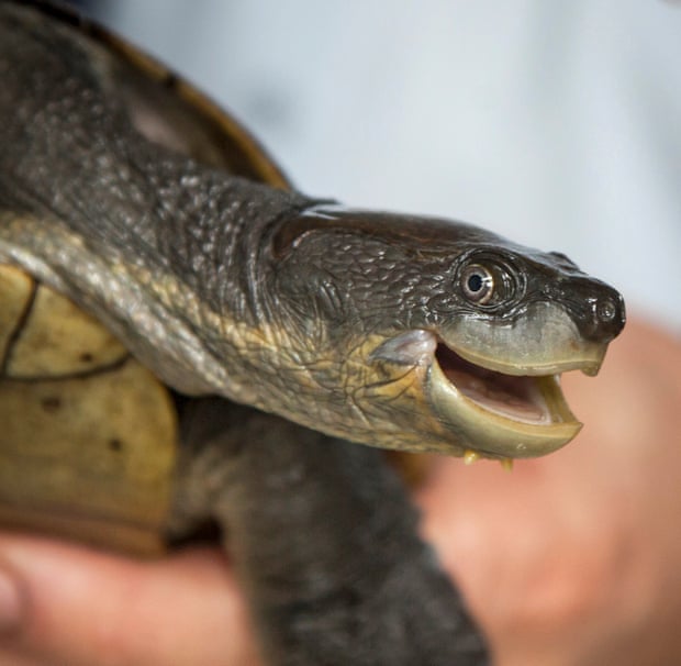 An endangered Bellinger river turtle in quarantine on the University of Western Sydney’s Hawkesbury campus in May 2015.