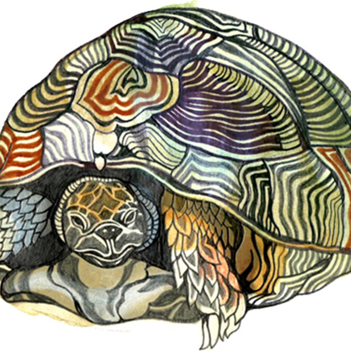 What S The Difference Between A Turtle And A Tortoise And How Big Is The Moon Try Our Kids Quiz Life And Style The Guardian What S The Difference Between A Turtle And A Tortoise And How Big Is The Moon Try Our Kids Quiz Life And Style The Guardian