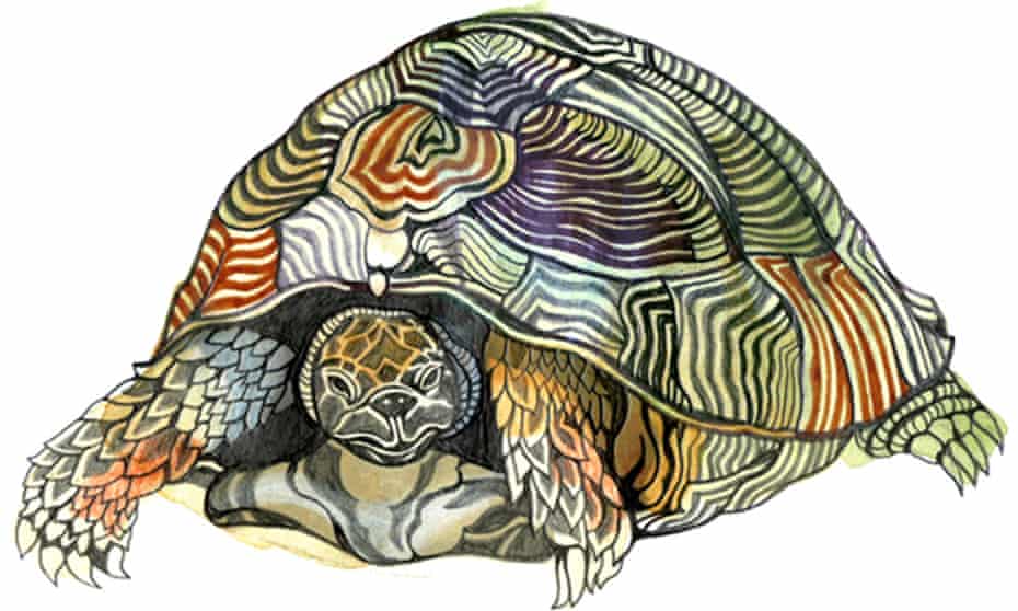 A illustration of a tortoise