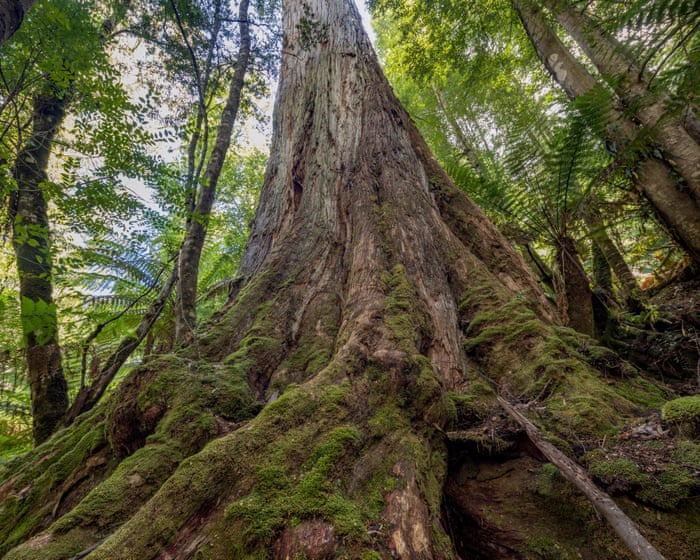 Australia politics live: Labor’s offer to get Greens to back nature laws overhaul revealed