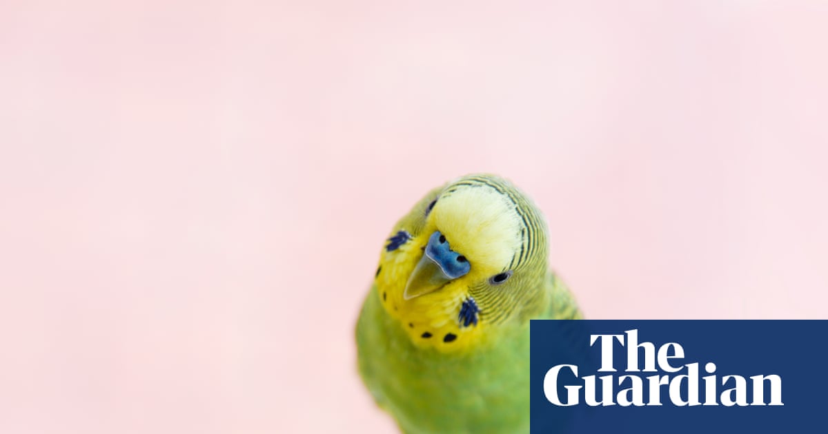 When Bobby the budgie shocked the vicar | Pets When Bobby the budgie shocked the vicar | Pets