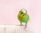 When Bobby the budgie shocked the vicar | Letters