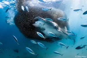 A whale shark engulfs a bait ball of fish