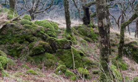 Snowdonia’s Celtic rainforest, with bare trees, rare mosses, liverworts, and lichens