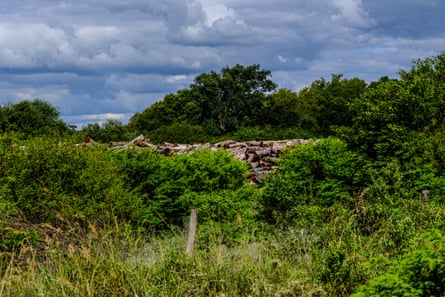 Tree logs hidden behind bushes in Gran Chaco, Bolivia.