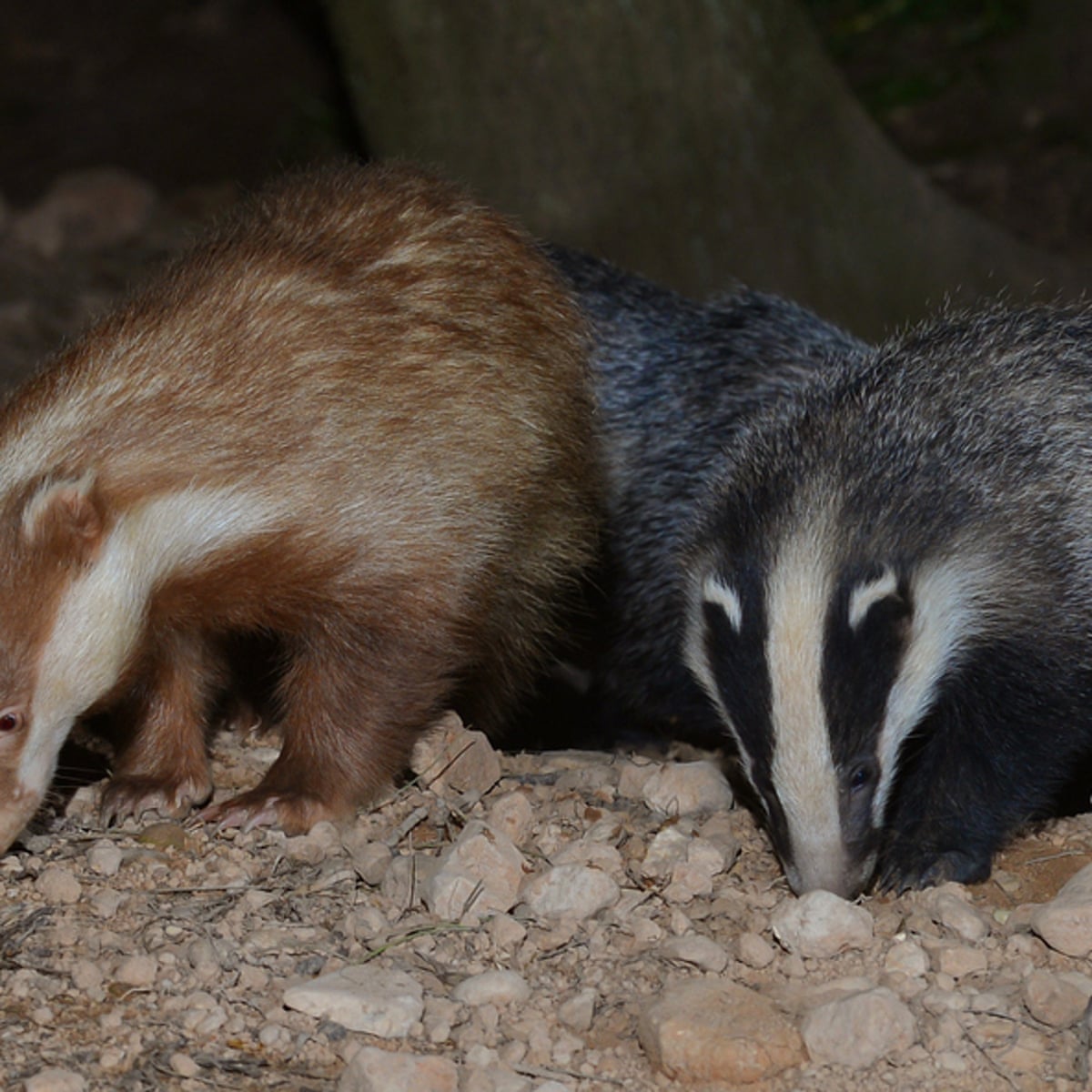 Badger Def Angry European Badger