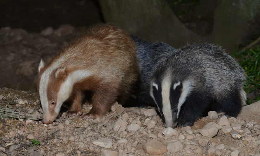 An erythristic badger, with a normal-coloured badger from the same sett.