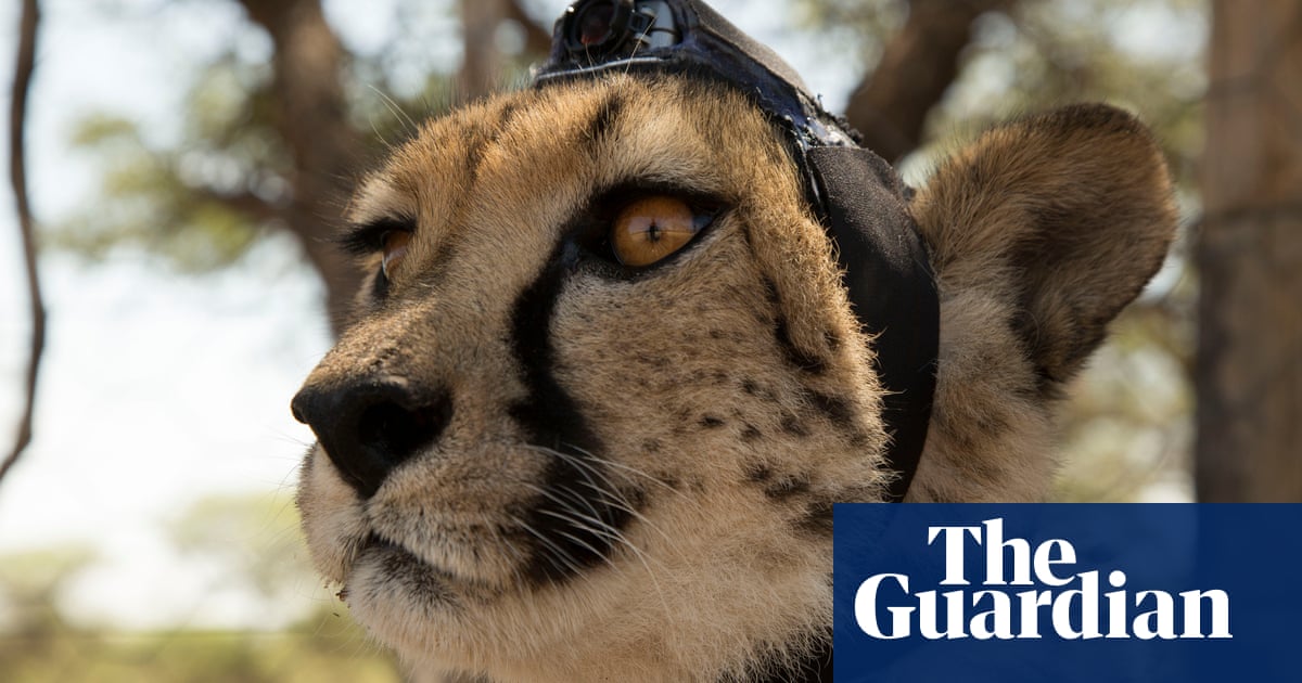 Thursday S Best Tv Animals With Cameras Death Row 2018 With Trevor Mcdonald Television Radio The Guardian