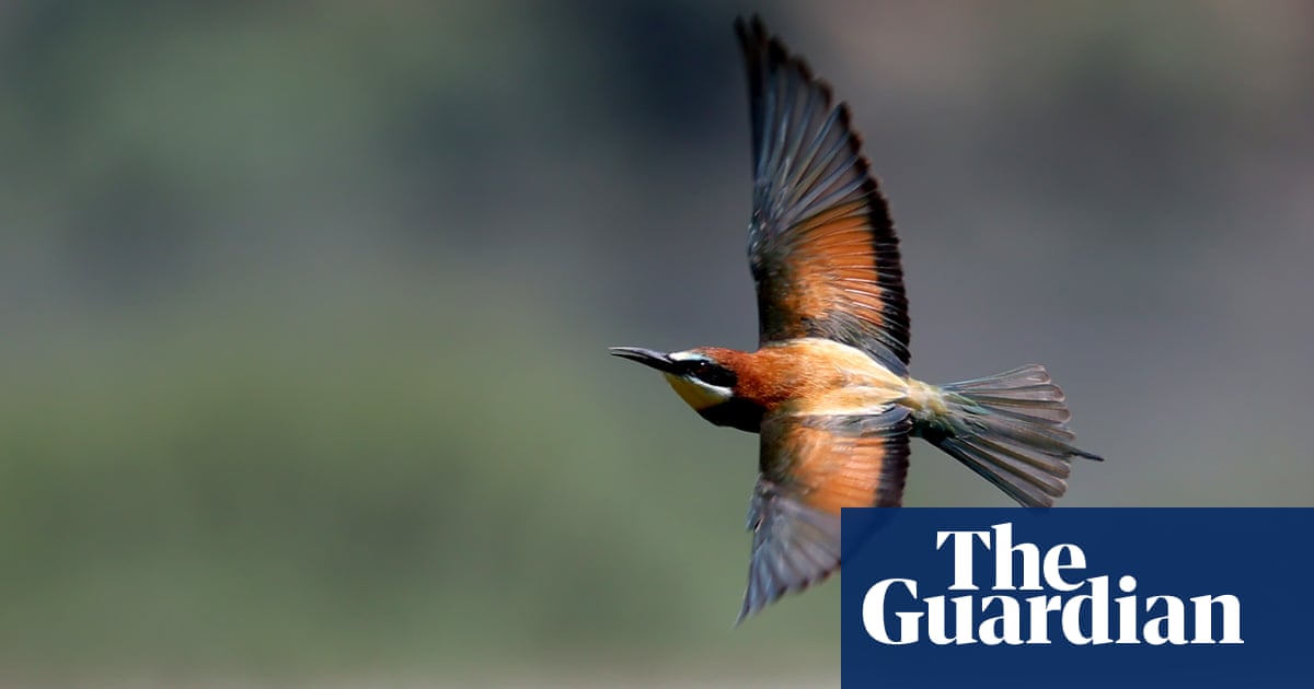 Weatherwatch: arrival of bee-eaters is a worrying sign of climate crisis