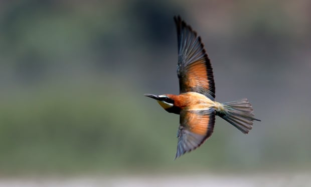 European bee-eater