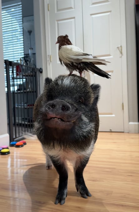 Merlin with a bird on his head
