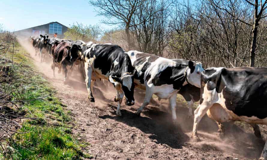 Dairy cows at Sommerbjerggaard in Jutland are released from their barns in 2020.