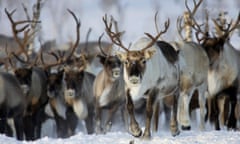 Reindeer graze