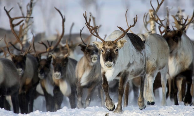 Reindeer graze