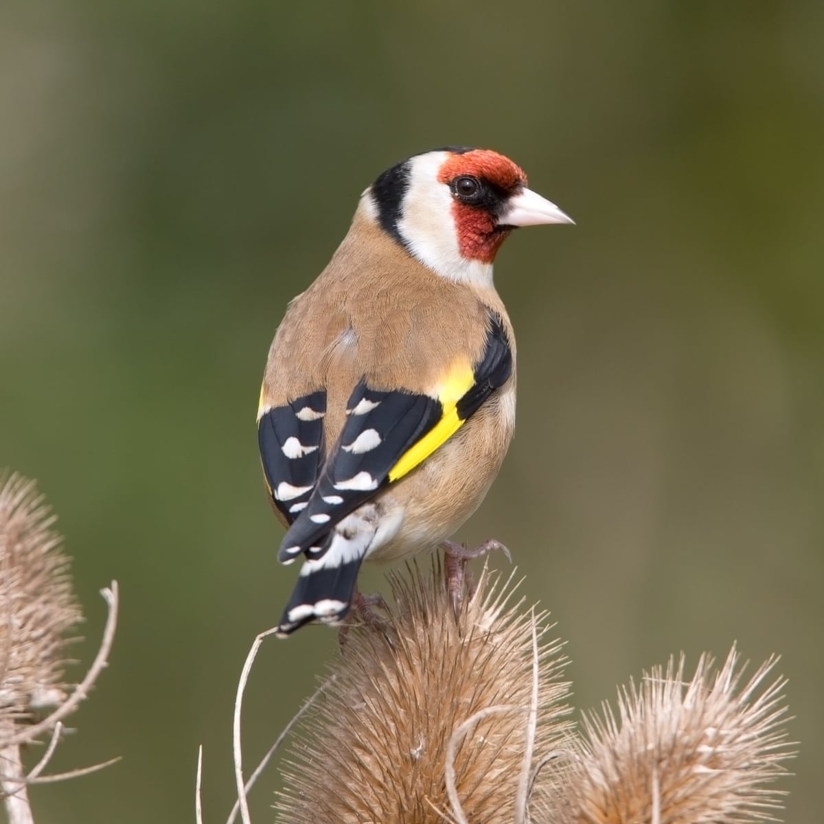 The Sweet Song Of Goldfinch Success Environment The Guardian The Sweet Song Of Goldfinch Success Environment The Guardian