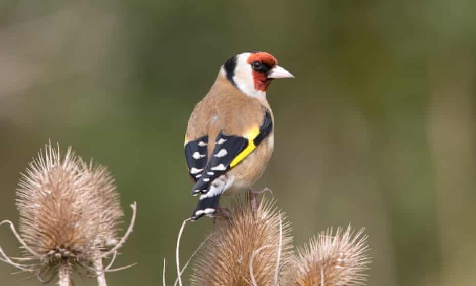 Adult male European goldfinch (Carduelis carduelis) perched on a teasel seedhead.