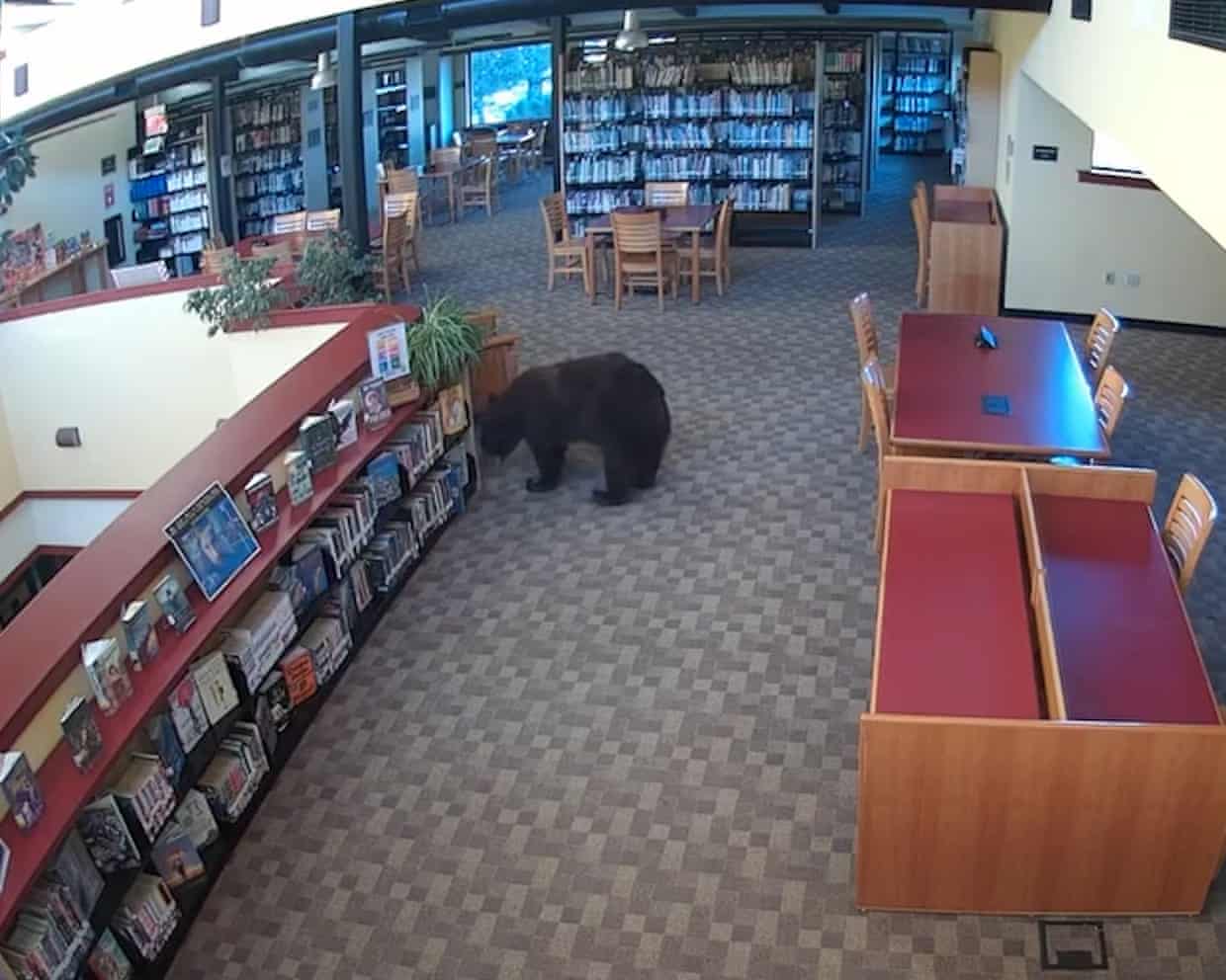A bear caught on camera walking into a library.