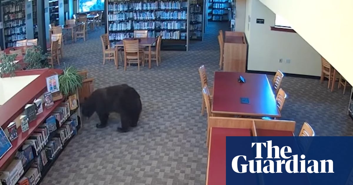 Black bear breaks into California library to raid snacks and eat jar of honey