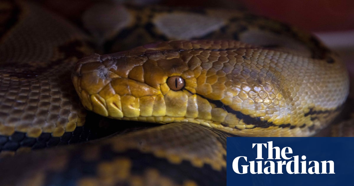 Let them eat snake: why python meat could soon be on the menu | Farming ...