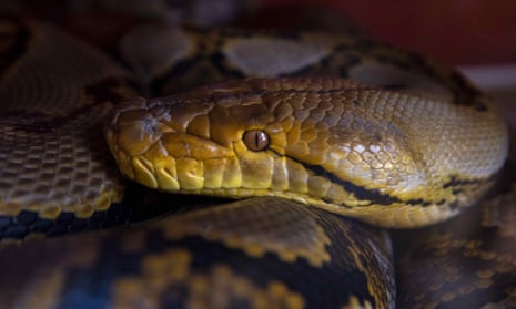 A reticulated python