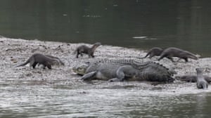 Um bando de lontras corajosas se esquivou das mandíbulas de um crocodilo para mastigar a cauda do réptil na Reserva Sungei Buloh Wetland, em Cingapura