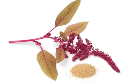 An amaranth twig with red plumes and chard-like leaves rests next to a pile of pinhead-size amaranth seeds.