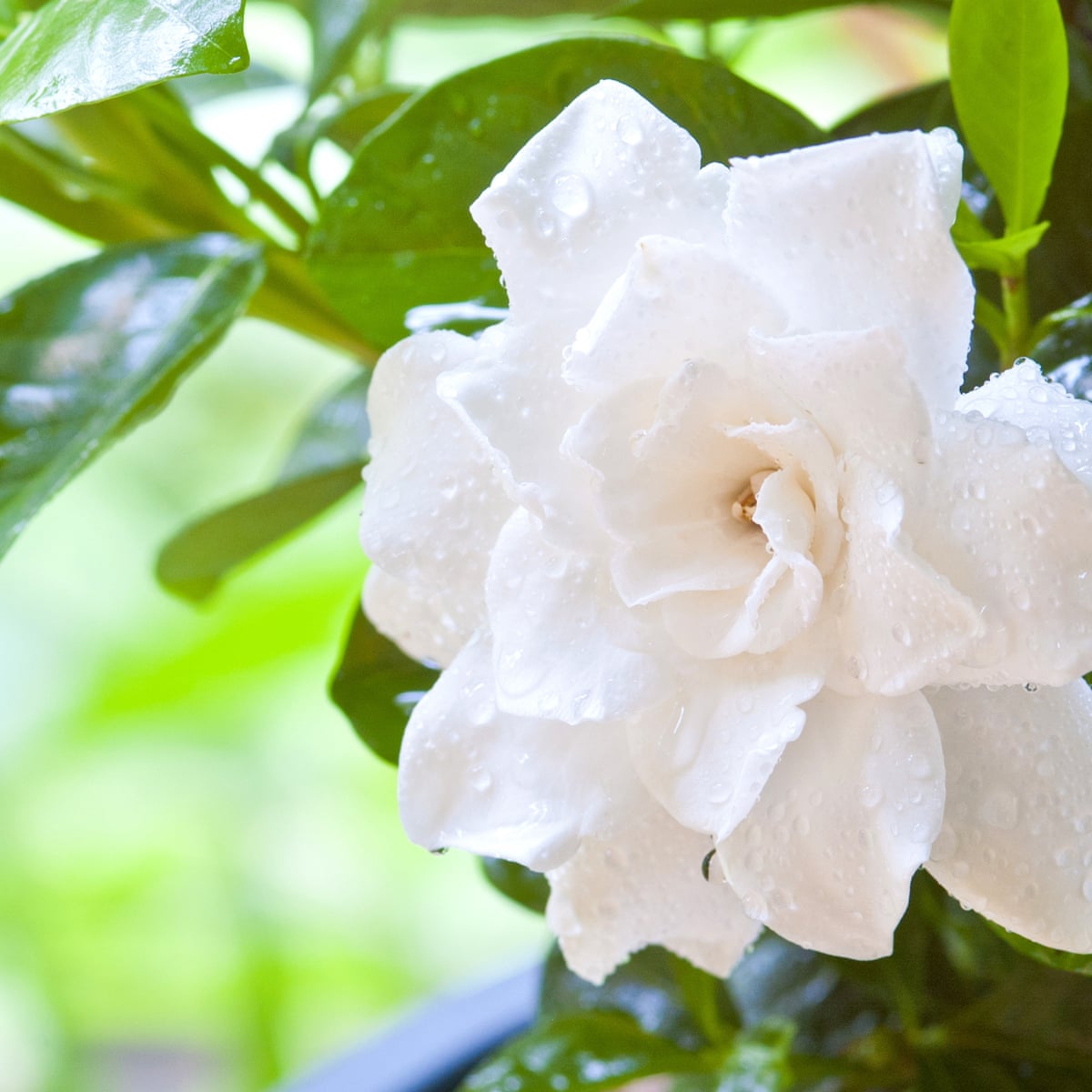 Essence Of Jasmine Fragrant Memories Of Childhood Love And Comfort Life And Style The Guardian