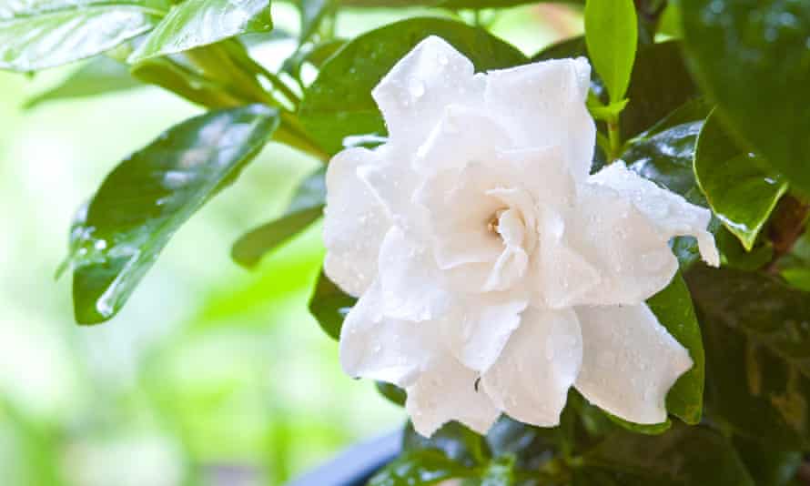 Essence Of Jasmine Fragrant Memories Of Childhood Love And Comfort Life And Style The Guardian Essence Of Jasmine Fragrant Memories Of Childhood Love And Comfort Life And Style The Guardian